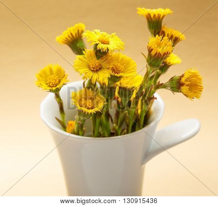 Fresh Spring Flowers Foalfoots