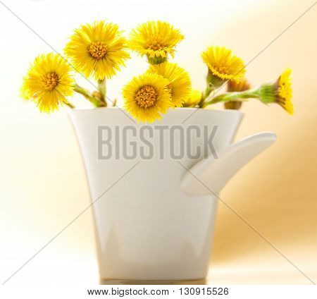 Fresh Spring Flowers Foalfoots