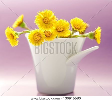 Fresh Spring Flowers Foalfoots