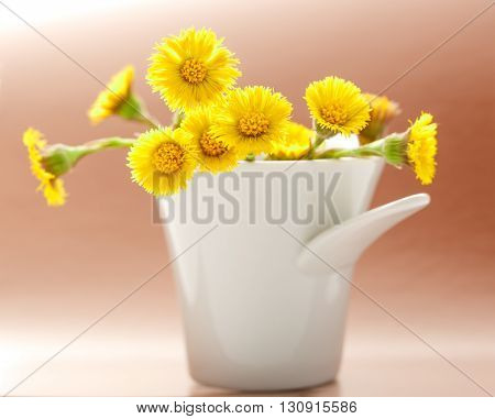Fresh Spring Flowers Foalfoots