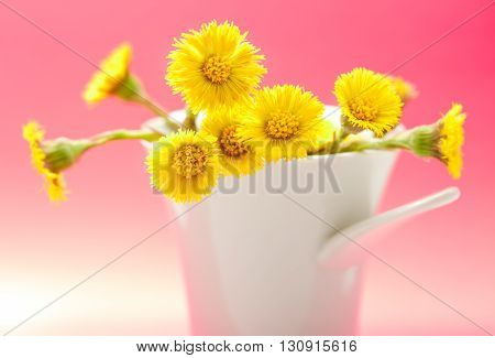 Fresh Spring Flowers Foalfoots
