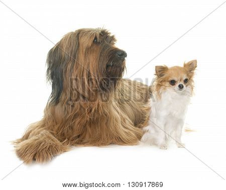 adult briard and chihuahua in front of white background