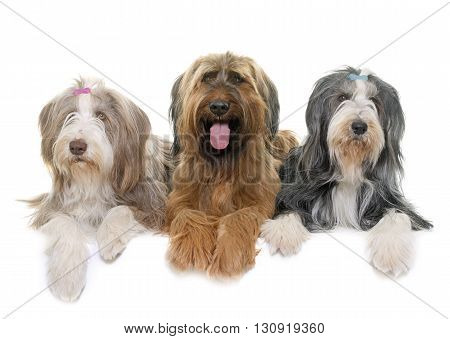 adult briard and bearded collie in front of white background