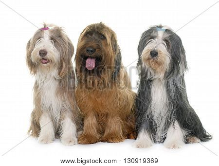 adult briard and bearded collie in front of white background