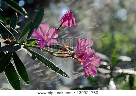 An attractive evergreen shrub for warm climates oleander produces heavily scented colorful flowers all summer and fall.