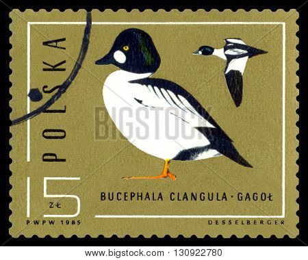 STAVROPOL RUSSIA - APRIL 30 2016: A Stamp sheet printed in Poland shows birds Bucephala Clangula Ducks circa 1985