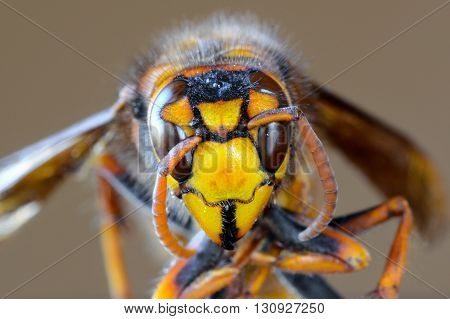 Closeup macro of Japanese giant hornet face