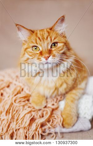 Cute ginger cat lies on pile of knitted woolen clothes. Warm knitted sweaters and scarfs are folded in heap. Cozy home background with fluffy pet.