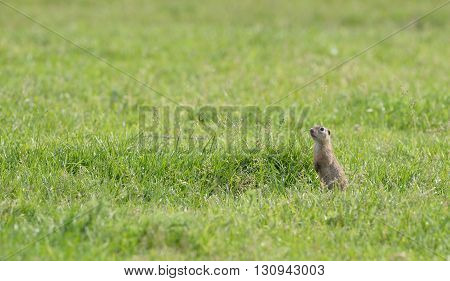 prairie dog on field in spring time