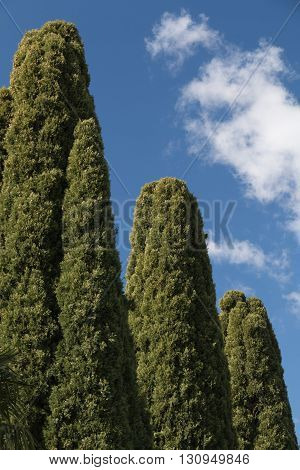 Green pinetrees against a blue sky with cloud