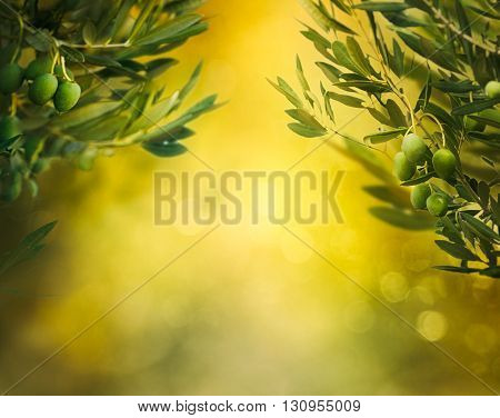 Olives background. Olives on olive tree with bokeh. food background
