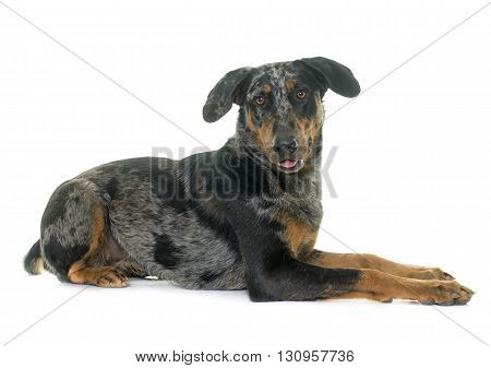 female harlequin beauceron in front of white background