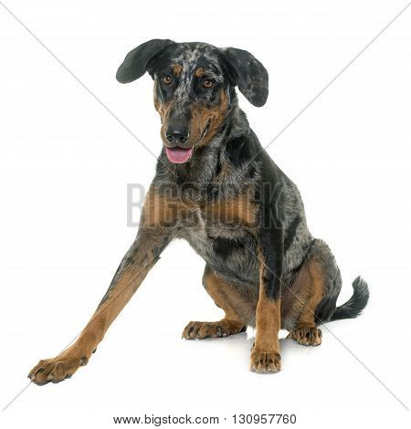 female harlequin beauceron in front of white background