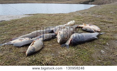 Freshly caught fish carp perch. Catch fisherman. Fisherman caught fish. Fish in grass.