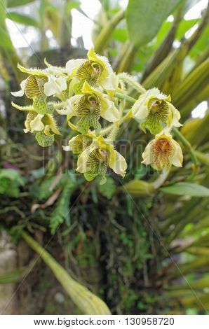 dendrobilim macrophyllum also known as pastor's orchid
