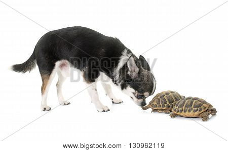 Testudo hermanni tortoise and chihuahua on a white isolated background