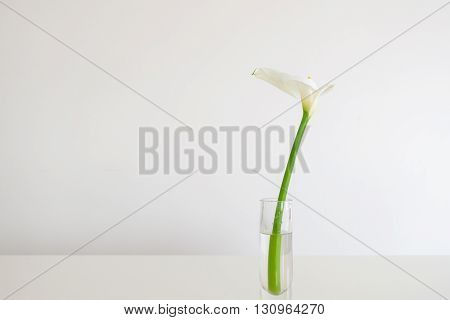 A White lily on a white table