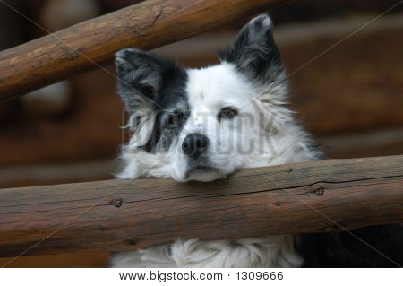 รอ Collie เส้นขอบ