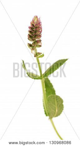 Fresh mint leaves and flower, macro, isolated on white background.