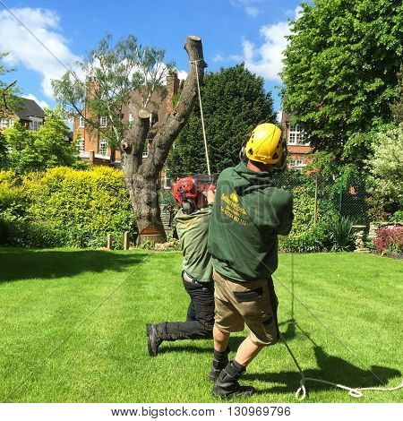LONDON - MAY 23: Tree Surgeons control the felling of a tree in a residential garden on May 23, 2016 in Hampstead, London, UK.