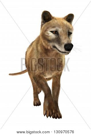 3D Rendering Thylacine On White