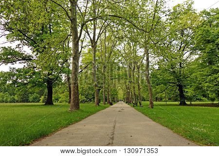 Pathway in park during a spring day