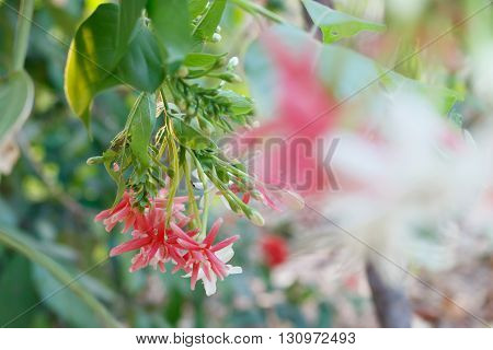 beautiful pink rangoon creeper flower in garden