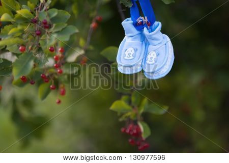 Baby's bootees hanging on tree with 
berries