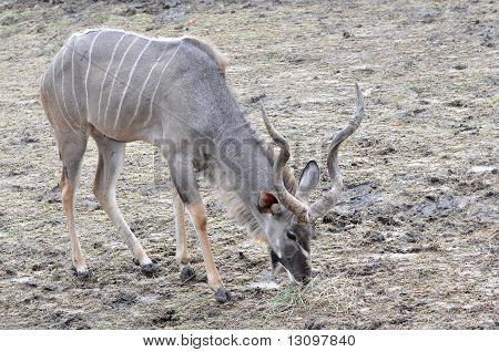Antilope Kudo