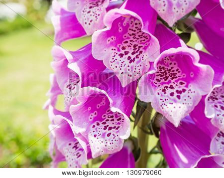 Antirrhinum flower closeup Pink flower Snapdragon flower (antirrhinum) in the garden