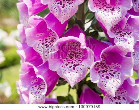 Antirrhinum flower closeup Pink flower Snapdragon flower (antirrhinum) in the garden