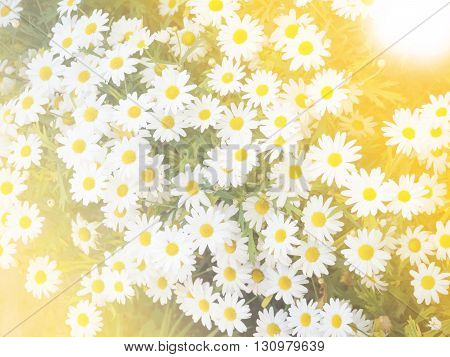 Abstract soft tone of white daisies iwith warm toned filter