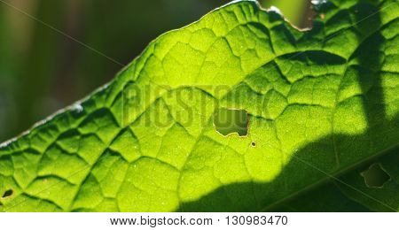 picture of a damaged green leaf against sun