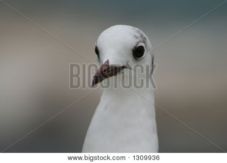 Racek