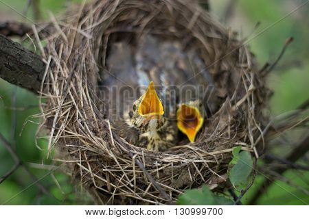 Life nest with chicks in the wild.