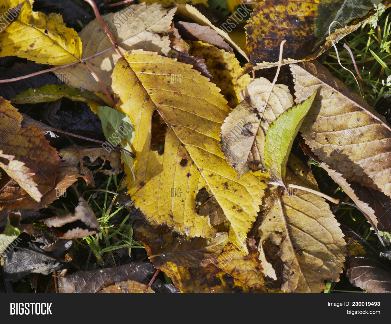 Wilted Leaves Trees Image & Photo (Free Trial) Bigstock