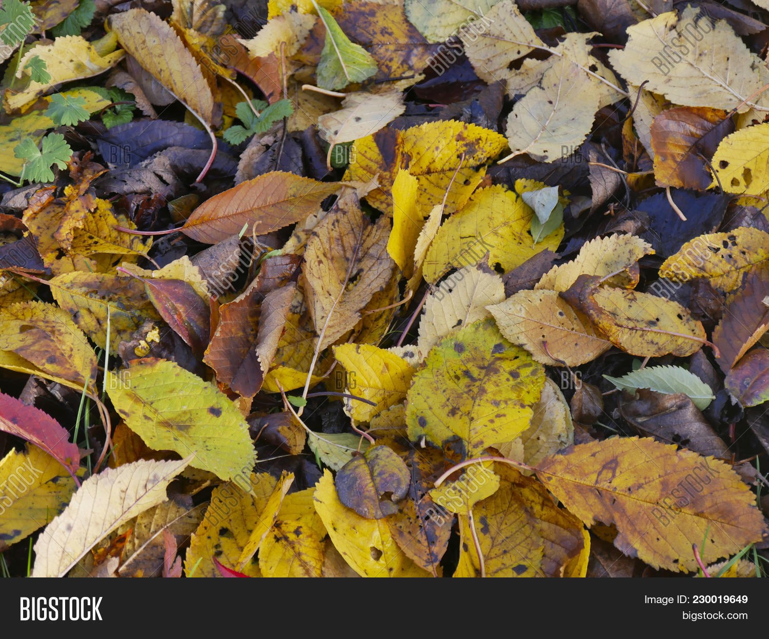 Wilted Leaves Trees Image & Photo (Free Trial) Bigstock