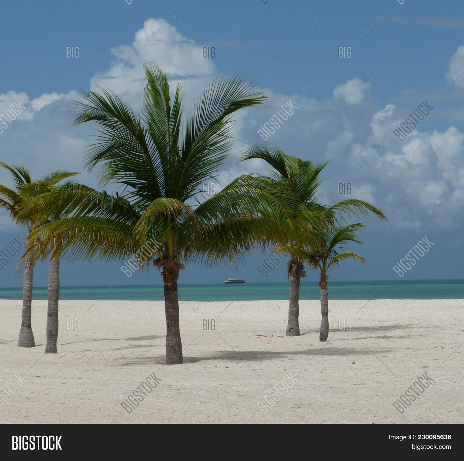 Isla Pasion Image Photo Free Trial Stock Isla Pasion Beautiful Palm Tree Beach In The Nature Reserve Pion Island Next To Cozumel