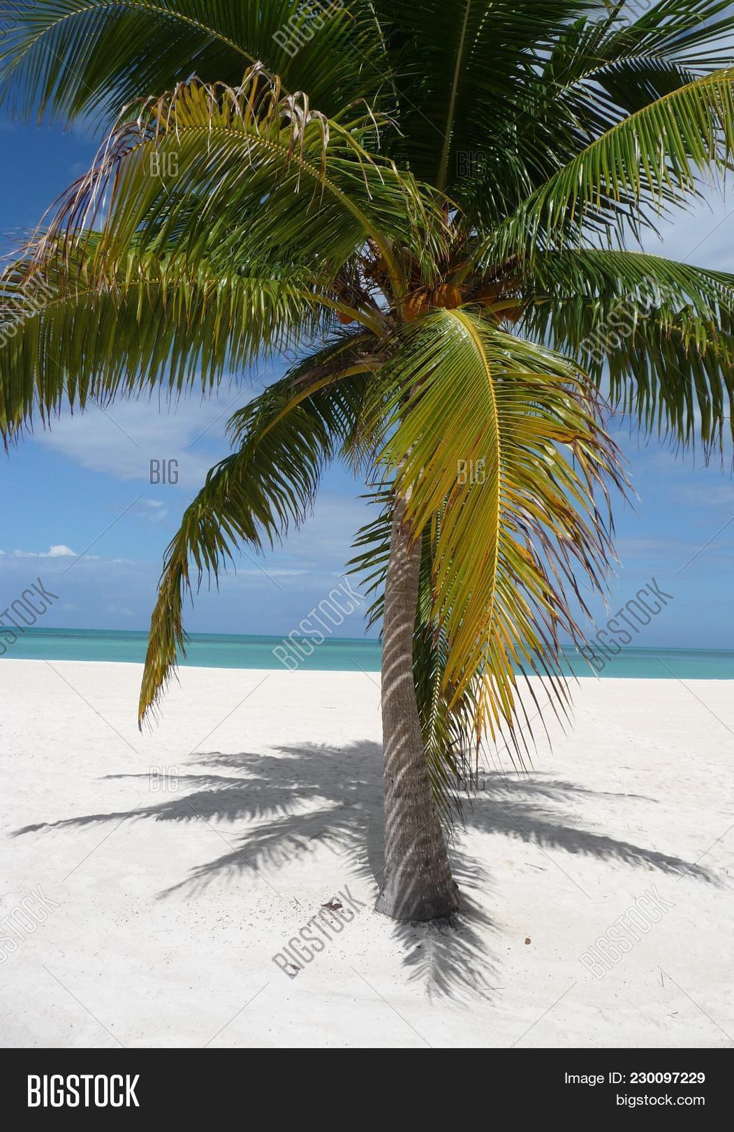 Isla Pasion Image Photo Free Trial Stock Isla Pasion Beautiful Palm Tree Beach In The Nature Reserve Pion Island Next To Cozumel