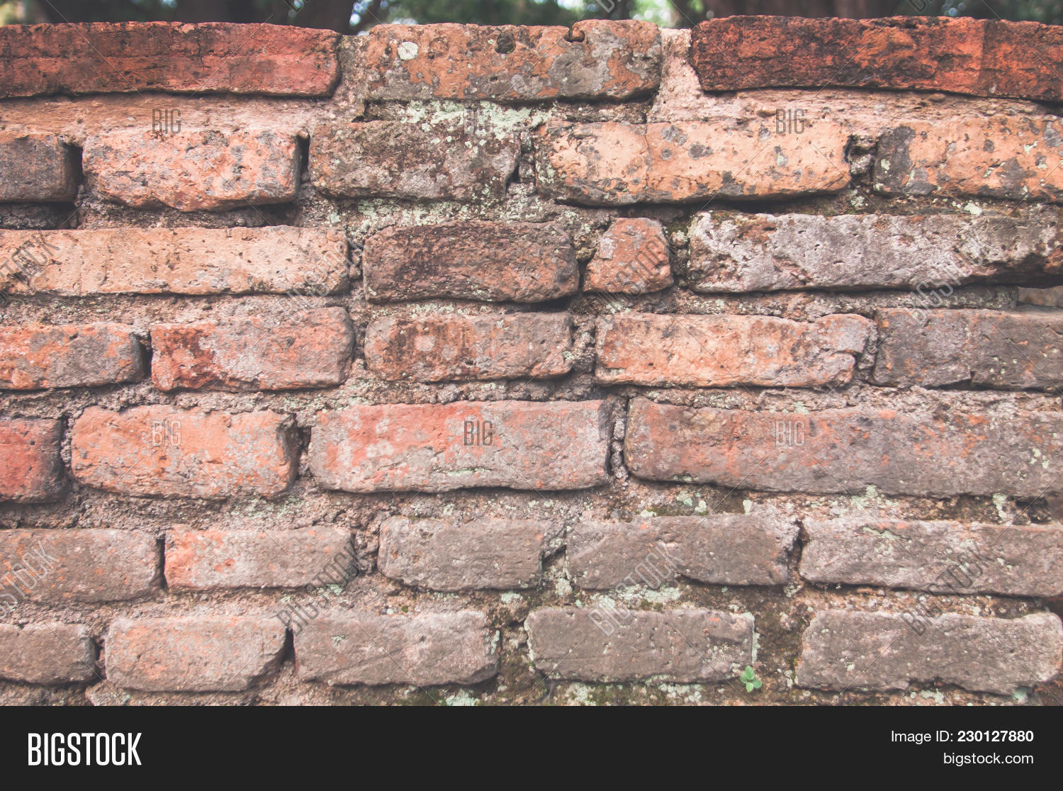 Black Mold Spores On Image & Photo (Free Trial) Bigstock