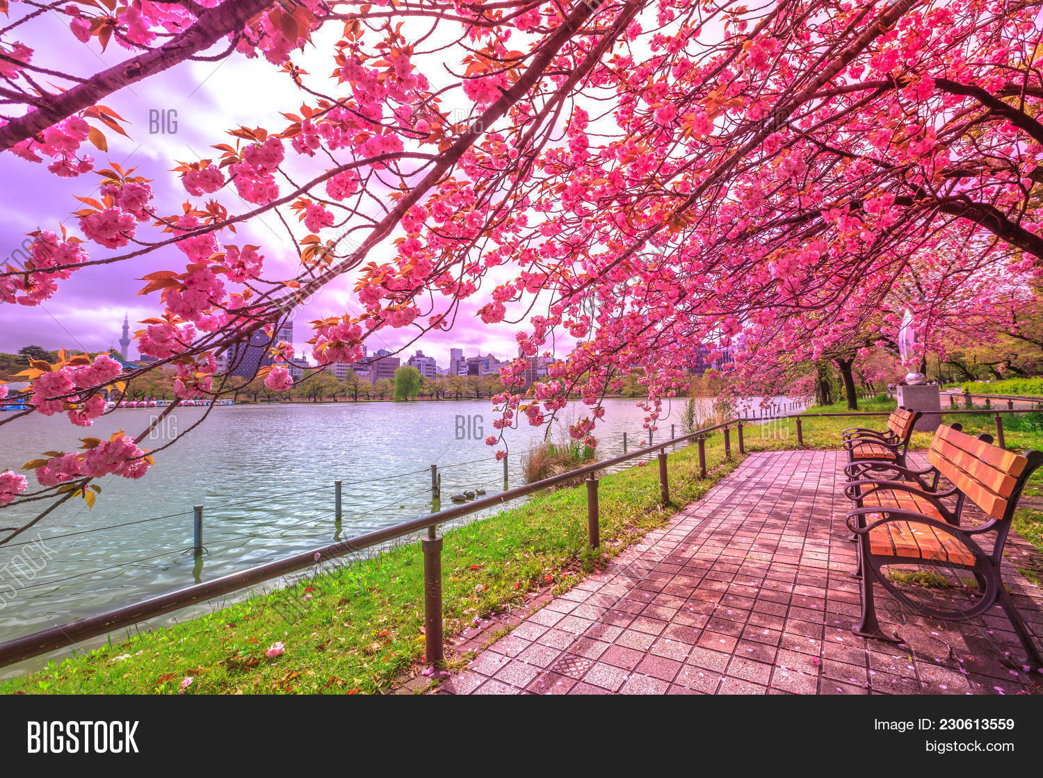Benches Under Cherry Image & Photo (Free Trial) Bigstock