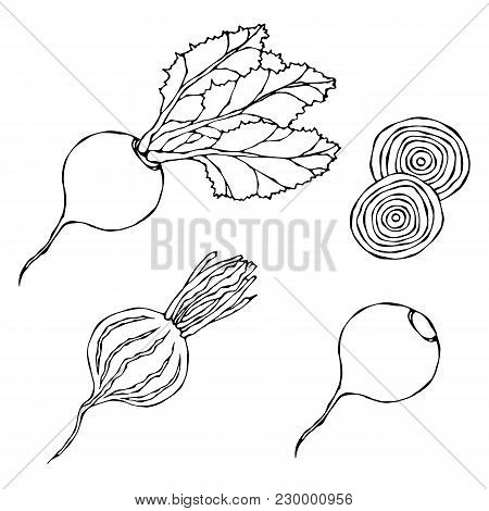 Set Of Beet - Beetroot With Top Leaves And Half Of Beet, Beet Without Leaves, Cut Beet Slices. Fresh