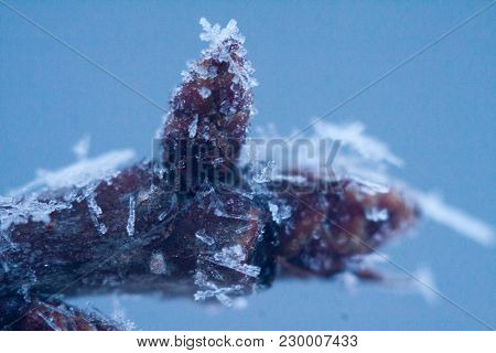 Frozen Tree Buds Frozen With Unexpected Spring Frosts