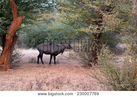 Close Up Of Male Nilgai, Largest Asian Antelope. It Is Also Known As Blue Bull Or Boselaphus Tragoca