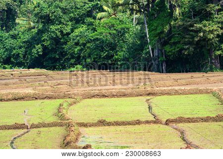 Close-up Photograph Of Paddy Fields With Crops Of Rice In Sri Lanka