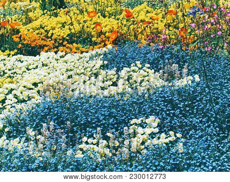 Beautiful Colorful Flower Bed At Island Mainau, Germany.