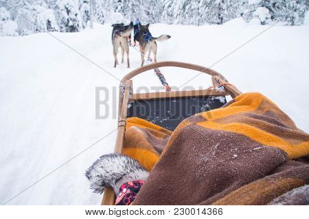 A Winter Activity In Rovaniemi, Finland - Husky Sledding/husky Safari.