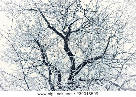 Gracefull Branches In Frost On The Background Of Winter Sky.