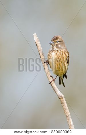 Female Portrait Of Carduelis Cannabina Or Pardillo Comun