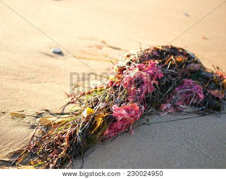 Seaweed In Tidepool On Sandy Beach In California.